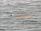Galapagos 4-2-01 Floreana Post Office Bay Turtle Early in the afternoon we are back to the Eden and on our way to Post Office Bay we saw a turtle in the water.